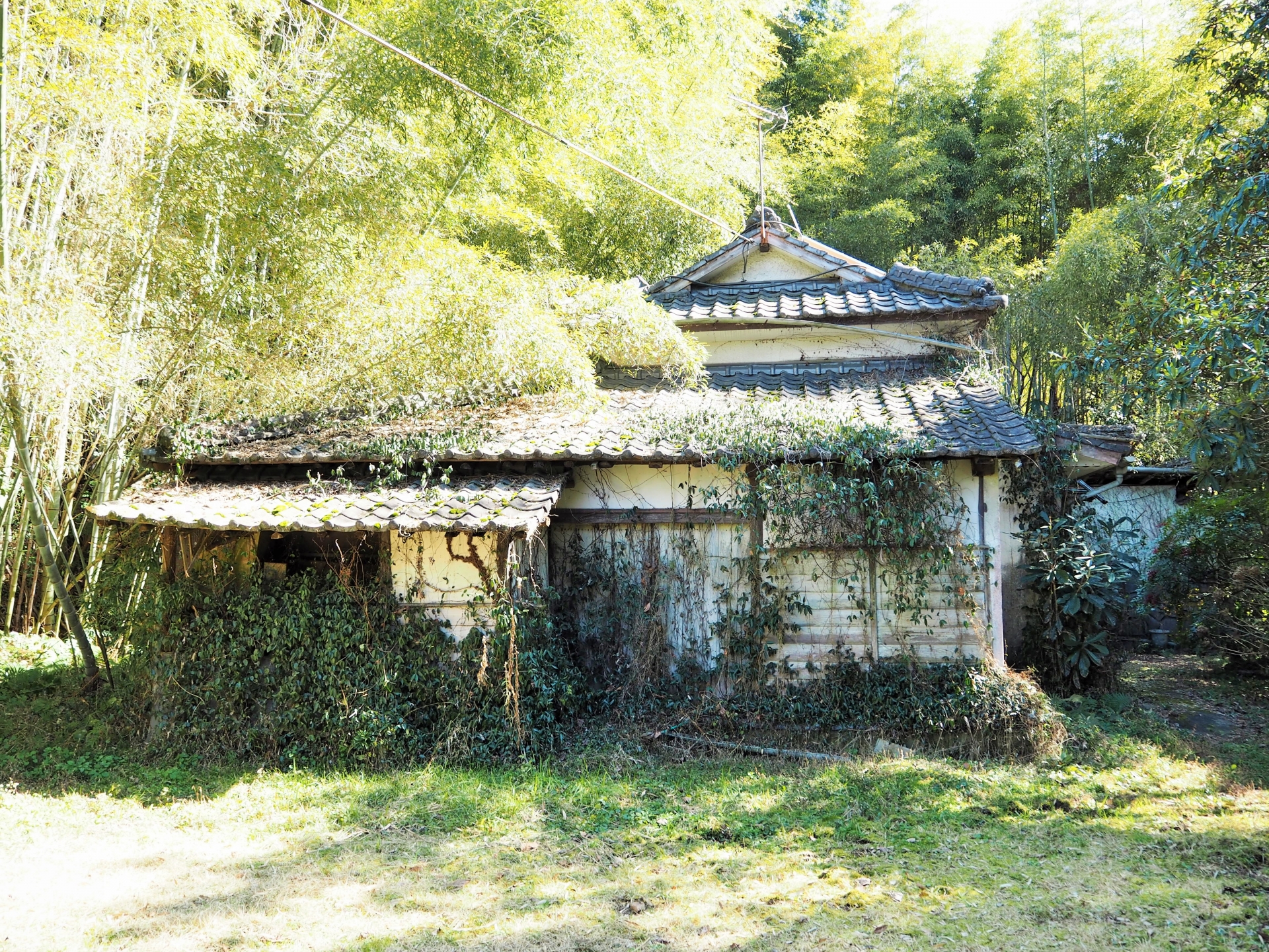 草木に囲まれた空き家の外観