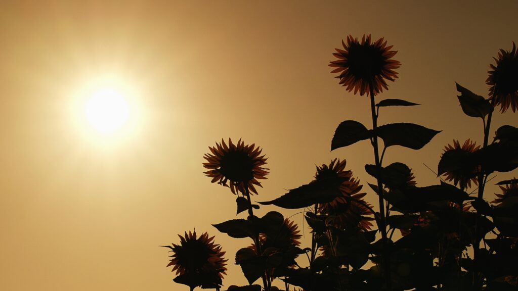 夕暮れのひまわり