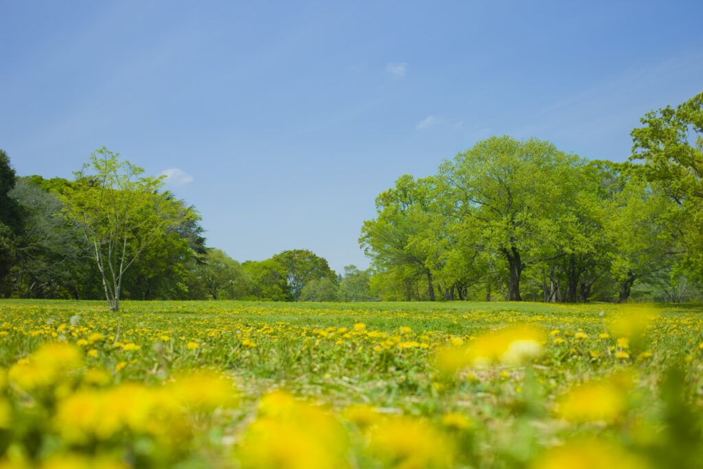 初夏の草地と青空