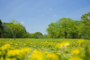 初夏の草地と青空
